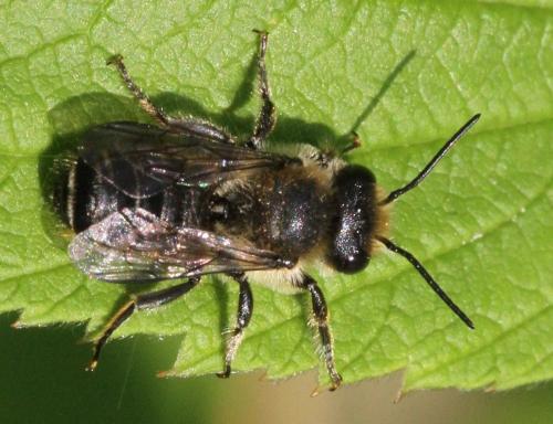 Megachile sp.